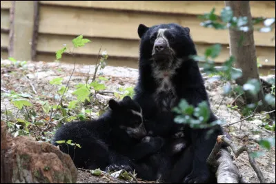 O&ugrave; la m&egrave;re ourse &agrave; lunettes met-elle bas ?