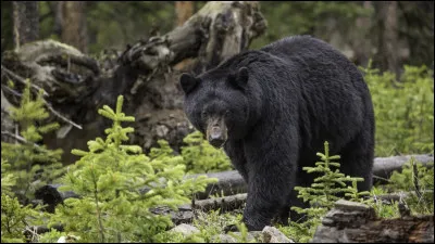 &Agrave; l'automne, quel poids impressionnant peut atteindre l'ours noir d'Am&eacute;rique ?