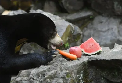 Quel est l'autre nom de l'ours malais ?