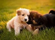 Quiz Chiots � reconnaitre