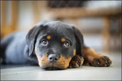 Quelle est la race de ce chiot ?
