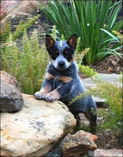 Quelle est la race de ce chiot ?