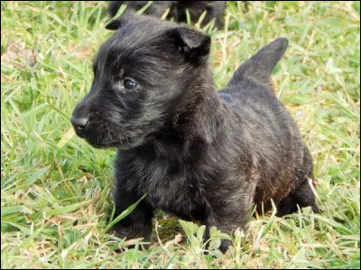 Quelle est la race de ce chiot ?