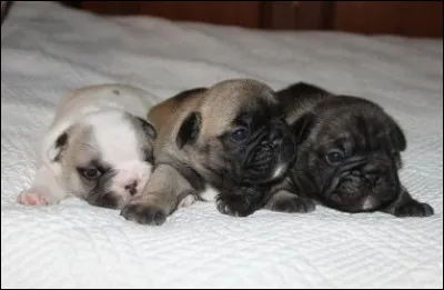 Quelle est la race de ces chiots ?