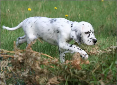 Quelle est la race de ce chiot ?