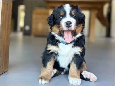 Quelle est la race de ce chiot ?