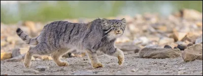 Quel Clan aimes-tu le plus ?