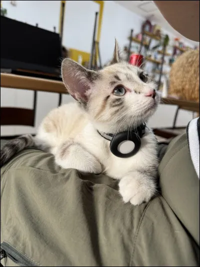 Quel Clan aimes-tu le plus ? (2)