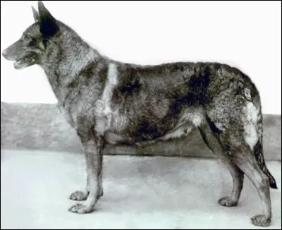 Quand la race a-t-elle &eacute;t&eacute; cr&eacute;&eacute;e ?