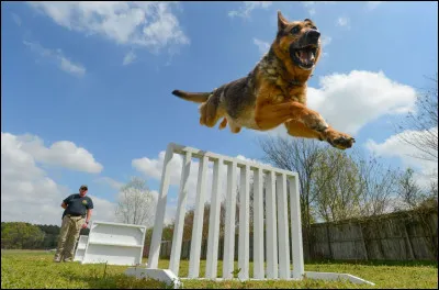 Pourquoi la race a-t-elle &eacute;t&eacute; cr&eacute;&eacute;e ?