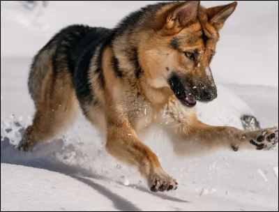 Quelle est l'activit&eacute; physique moyenne d'un berger allemand ?