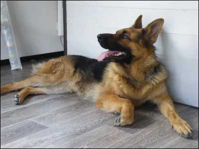 Les bergers allemands peuvent-ils vivre en appartement ?