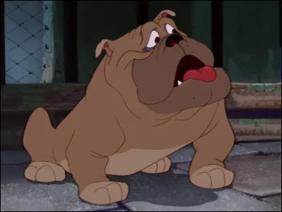 Quelle est cette race de chien ?