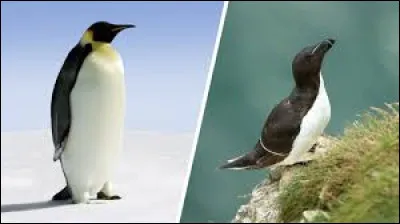 De ces deux oiseaux, m&ecirc;me si cela est dur pour lui, lequel peut voler ?