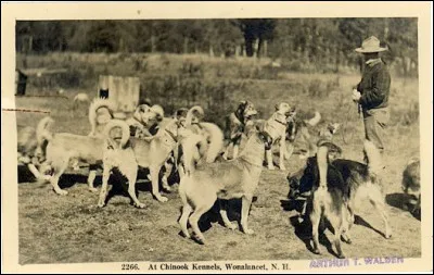 Avec quel croisement la race a-t-elle &eacute;t&eacute; cr&eacute;&eacute;e ?