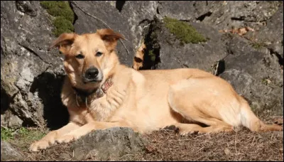 O&ugrave; a &eacute;t&eacute; cr&eacute;&eacute;e la race ?