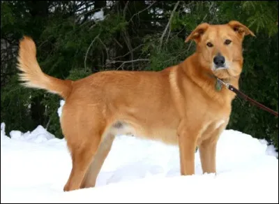 Est-ce grave si le chinook a les oreilles tombantes ou dress&eacute;es ?