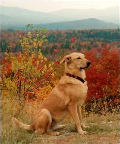 Le chinook est un chien...
