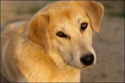 Le chinook est un chien...