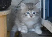 Test Quelle image de chaton auras-tu ?