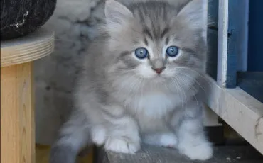 Quiz Test de personnalit�