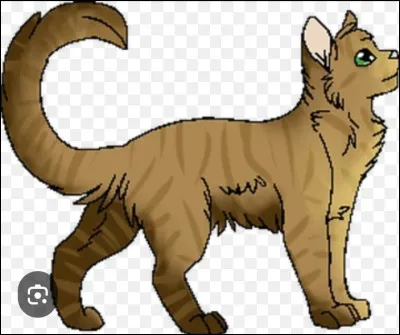 Z - Zelda Zelda est une chatte�