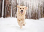 Quiz Les races de chien : niveau extr�me !