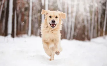 Quiz Races de chiens