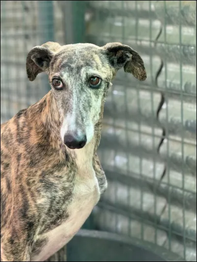 Quelle race de l&eacute;vrier est-ce ?