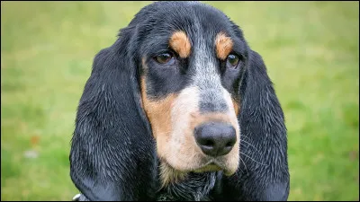 Quelle est la race de ce chien ?