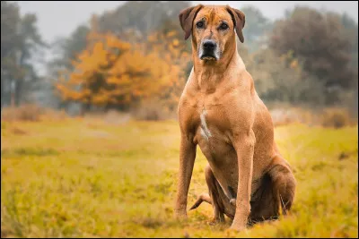Pour finir : quelle est la race de ce chien ?
