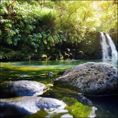Les Ailes de Pluie : Quels sont leurs signes distinctifs ?