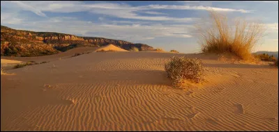 Les Ailes de Sable : Quel est leur r&eacute;gime alimentaire ?