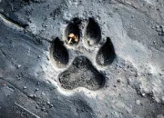 Quiz Trouvez l'empreinte