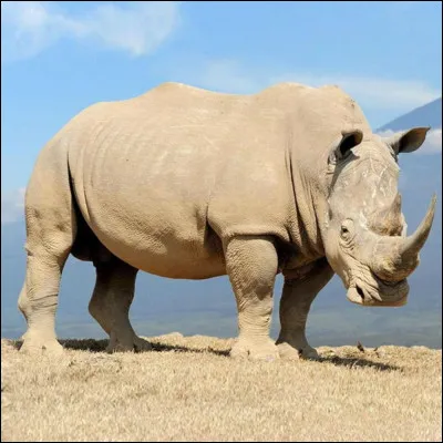 O&ugrave; est l'empreinte de rhinoc&eacute;ros ?