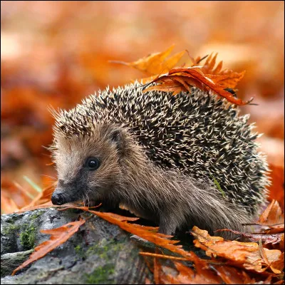 O&ugrave; sont les empreintes de h&eacute;risson ?