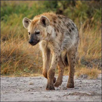 O&ugrave; sont les empreintes de hy&egrave;ne ?