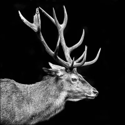 O&ugrave; sont les empreintes de cerf ?