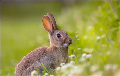 O&ugrave; sont les empreintes de lapin ?