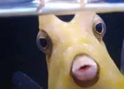 Quiz Reliez l'animal � une solution