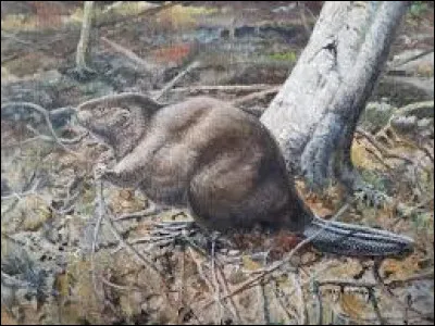 Retrouvez, gr&acirc;ce &agrave; cet animal, le nom de trois personnages Disney !