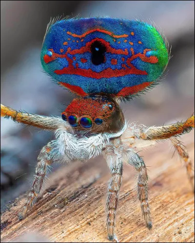 On l'appelle l'araign&eacute;e paon, il ne vous reste plus qu'&agrave; trouver le nom du pays dont elle est end&eacute;mique !