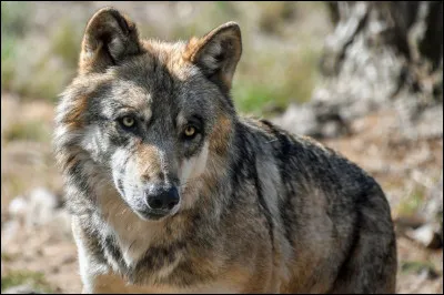 Trouvez l'interpr&egrave;te ayant un rapport avec cet animal !