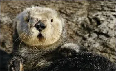 Comment appelle t-on le petit de cet animal ?