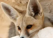 Quiz Le fennec