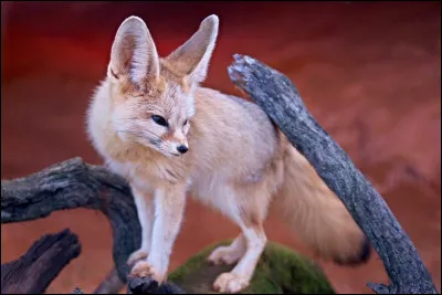 Quelle taille mesure un fennec au garrot ?