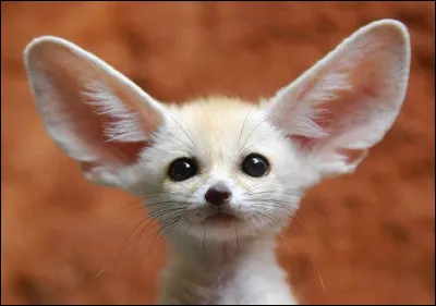 Ces grandes oreilles servent de syst&egrave;me de refroissement et peuvent mesurer jusqu'&agrave;...