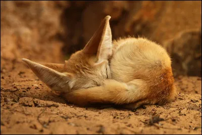 Le fennec est un animal nocturne.