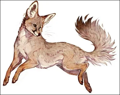 Le fennec peut faire des bonds de plus d'un m&egrave;tre de haut.