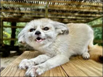 Le fennec est tr&egrave;s agressif quand il a peur.